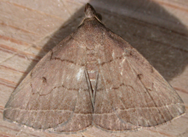 Dark Fan-foot